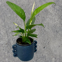 Peace Lily Pot Plant