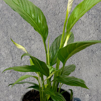 Peace Lily Pot Plant