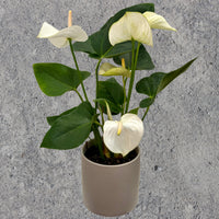 Anthurium Pot Plant