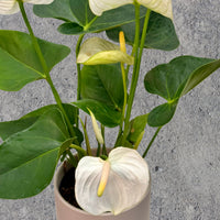 Anthurium Pot Plant