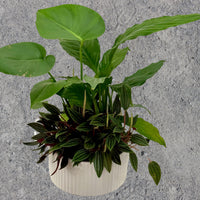Mini Garden Pot Plant