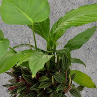 Mini Garden Pot Plant