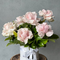 light pink roses