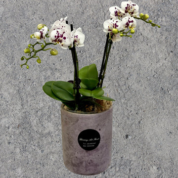 White Purple Centre Phalaenopsis Orchid in Stone Pot 