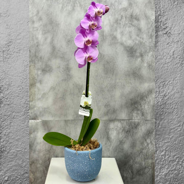 Pink Phalaenopsis Orchid