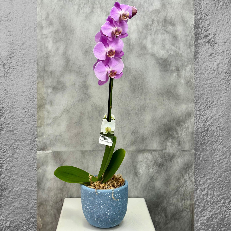 Pink Phalaenopsis Orchid