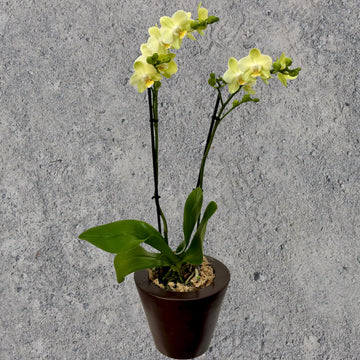 Pale Yellow Phalaenopsis Orchid in Brown Pot