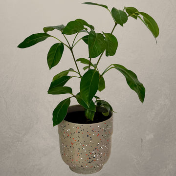 Umbrella Tree Pot Plant