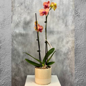 Peach Phalaenopsis Orchid in Beige Pot – 2 Stem (70cm)