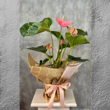 Anthurium Pot Plan