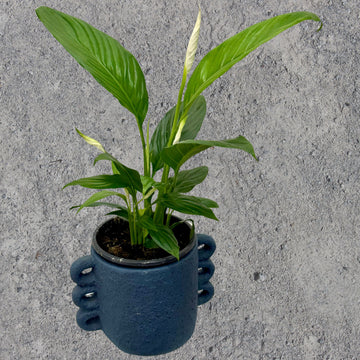 Peace Lily Pot Plant