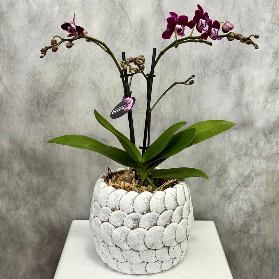 Purple Phalaenopsis Orchid in White Pebble Pot