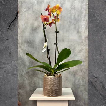 Phalaenopsis Orchid