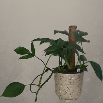 Epipremnum Pinnatum Pot Plant