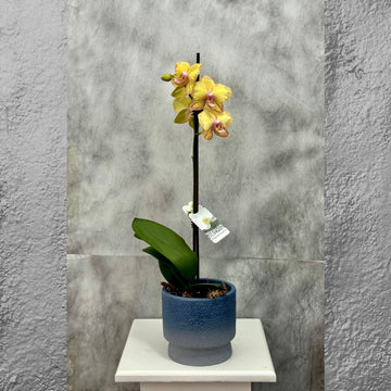 Pink Phalaenopsis Orchid