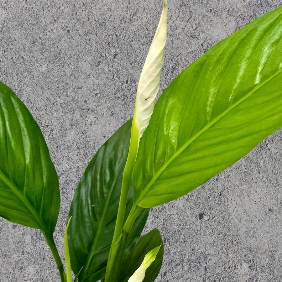 Peace Lily Pot Plant