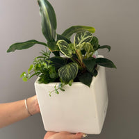 Potted Plant Assortment in White Pot