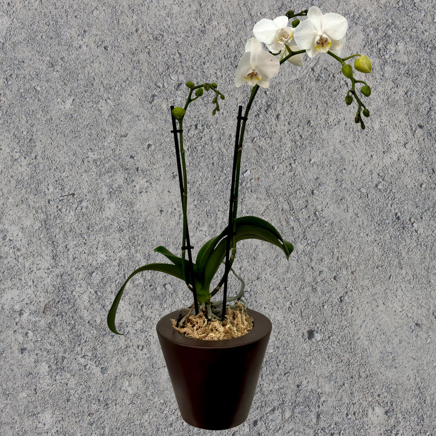 White Phalaenopsis Orchid in Brown Pot – 2 Stem (60cm)