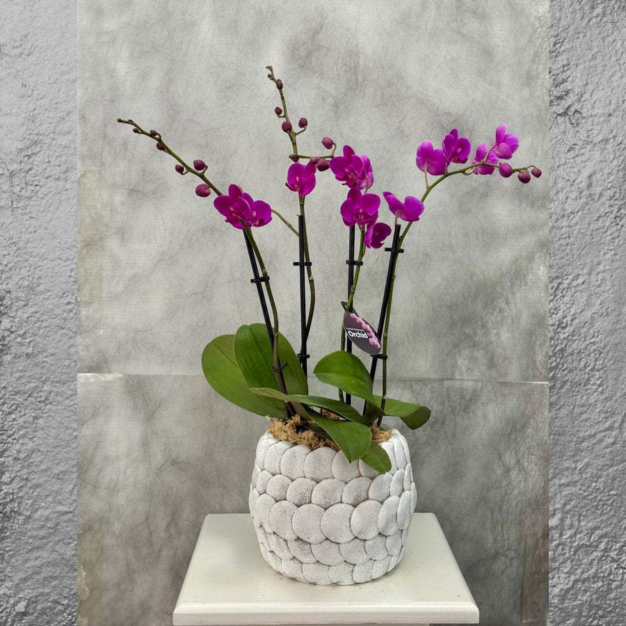 Purple Phalaenopsis Orchid