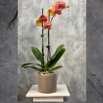 Phalaenopsis Orchid