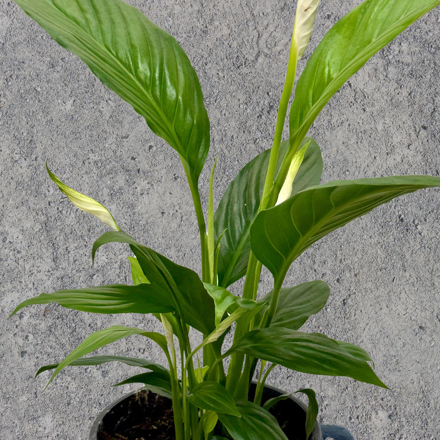 Peace Lily Pot Plant