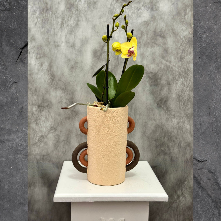 Yellow Phalaenopsis Orchid in Handle Pot
