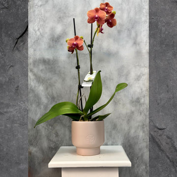 Phalaenopsis Orchid