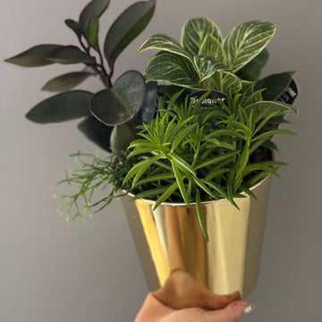 Potted Plant Assortment in Gold Pot