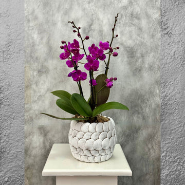 Purple Phalaenopsis Orchid