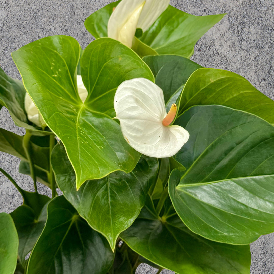 Anthurium Pot Plant