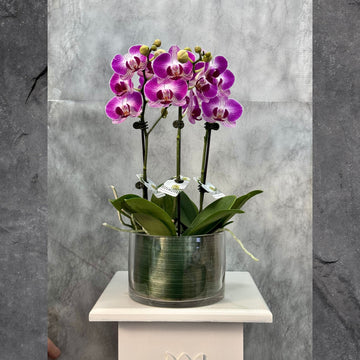 Phalaenopsis Orchid