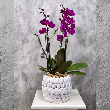 Purple Phalaenopsis Orchid
