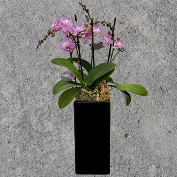 Pink Phalaenopsis Orchid in Black Pot