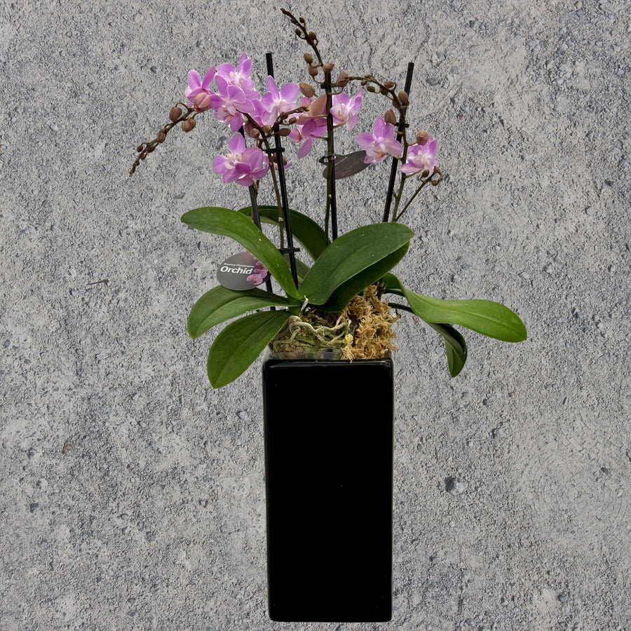 Pink Phalaenopsis Orchid in Black Pot