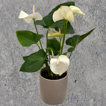Anthurium Pot Plant