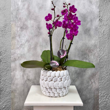Purple Phalaenopsis Orchid