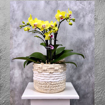 Yellow Phalaenopsis Orchid