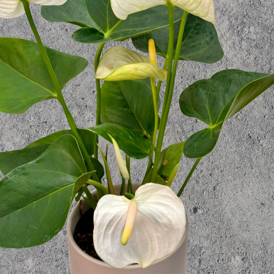 Anthurium Pot Plant