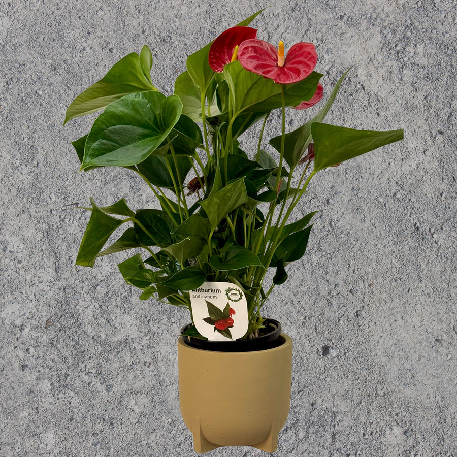 Anthurium Pot Plant