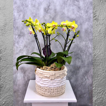 Yellow Phalaenopsis Orchid