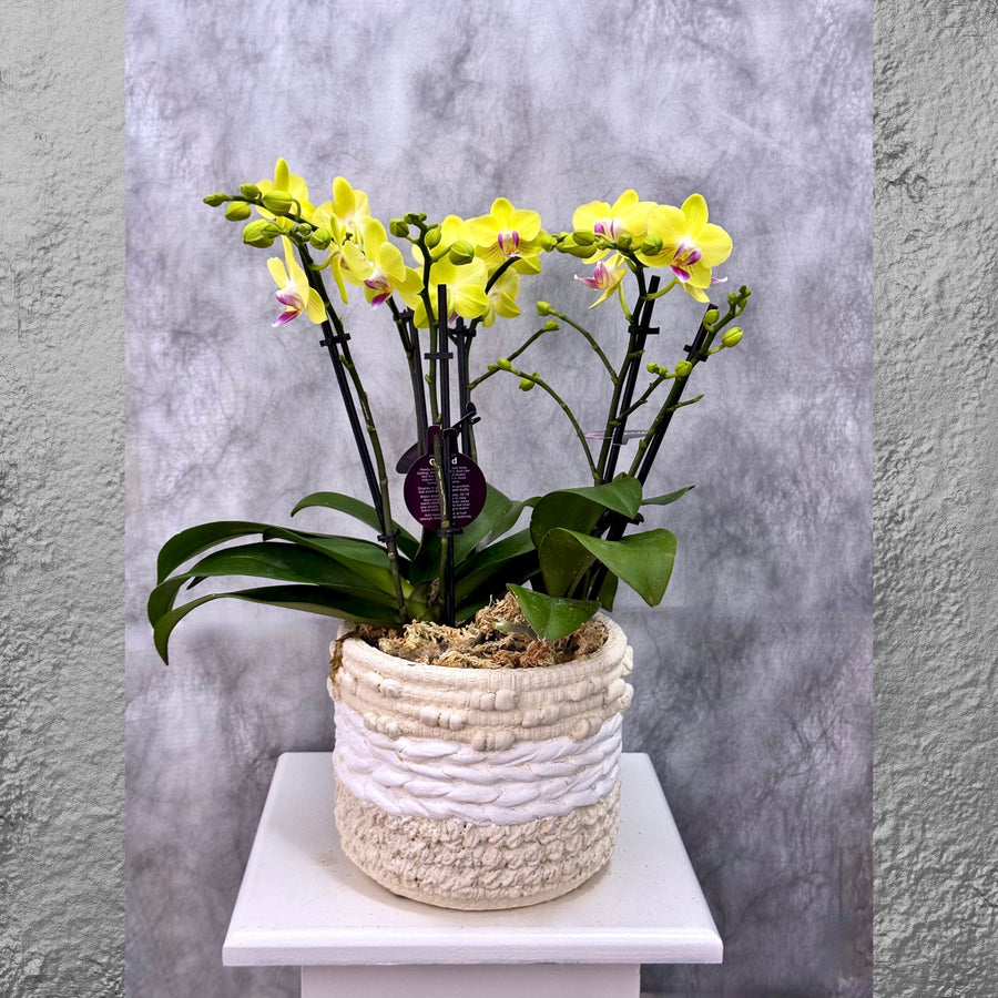 Yellow Phalaenopsis Orchid