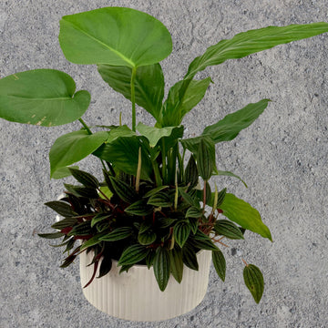 Mini Garden Pot Plant