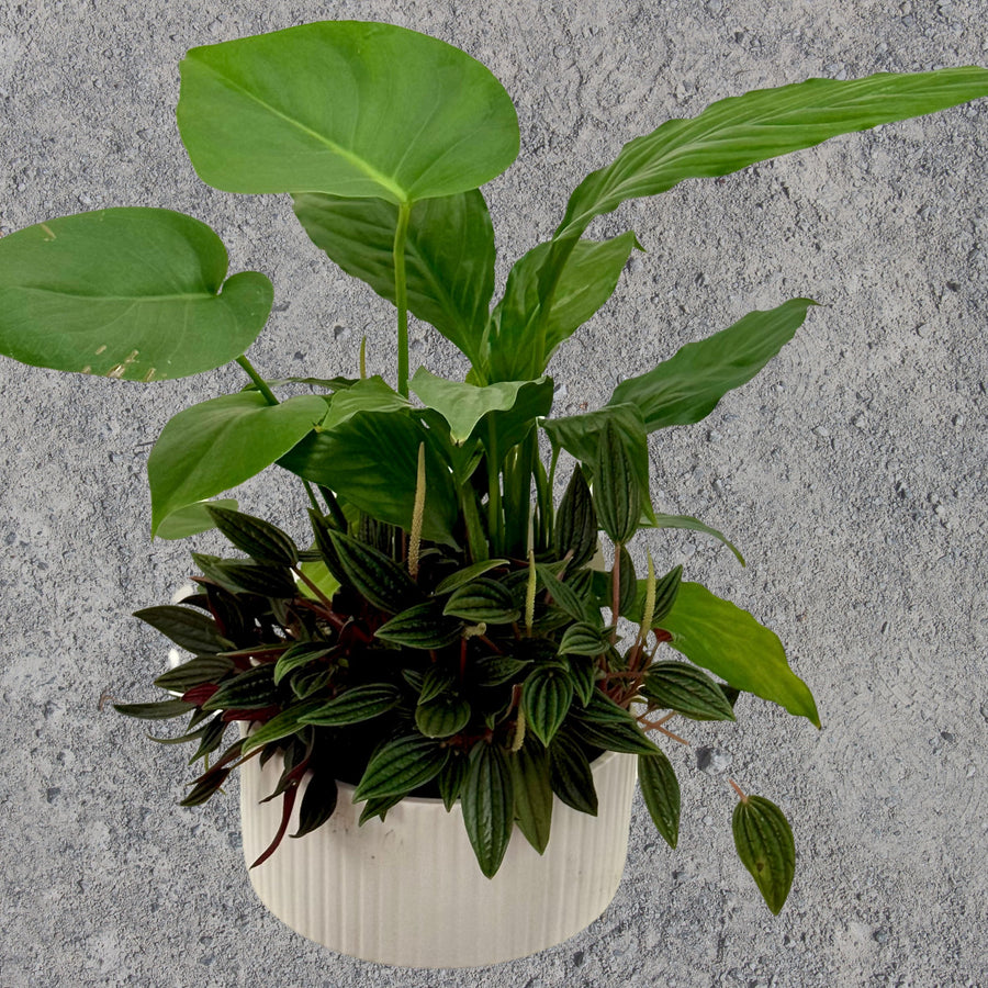 Mini Garden Pot Plant