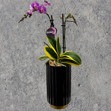 Purple Phalaenopsis Orchid in Tall Black Pot