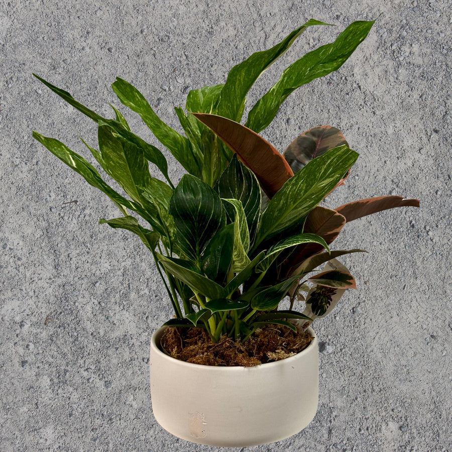 Mini Garden Pot Plant