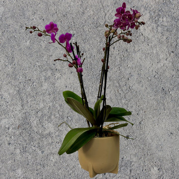 Purple Phalaenopsis Orchid