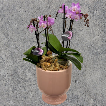 Pink Phalaenopsis Orchid in Pink Pot 