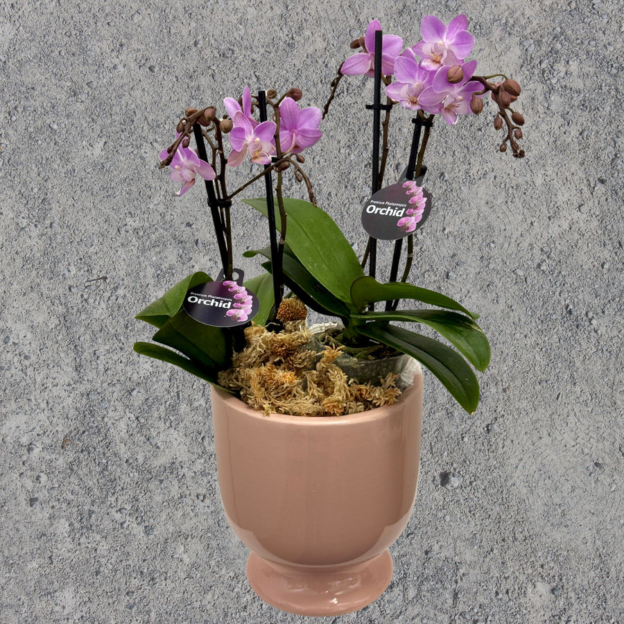 Pink Phalaenopsis Orchid in Pink Pot 
