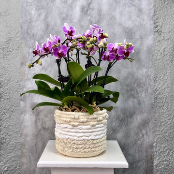 Yellow Phalaenopsis Orchid