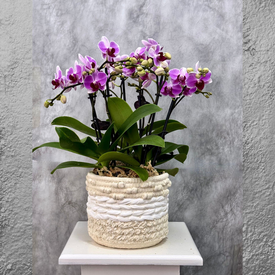 Yellow Phalaenopsis Orchid